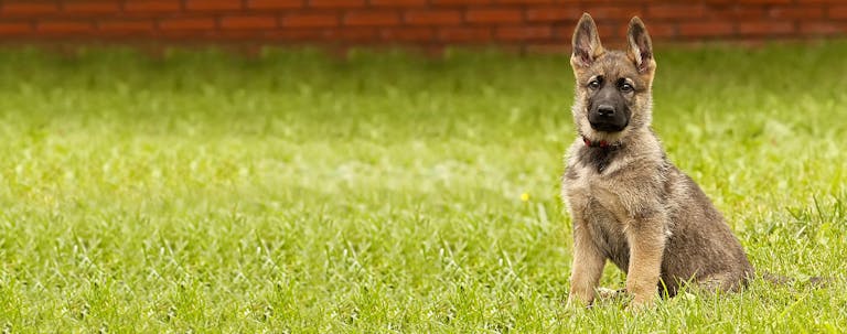 How to Train a German Shepherd Puppy to be a Guard Dog